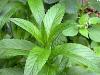 Menthe poivr�e eau florale BIO 200ml