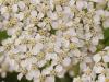 Millefeuille BIO sommit� fl 50g