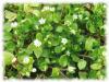Plantes M - Mouron blanc plante 200g