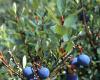 Poudres - Myrtille airelle Jus atomis� 100g