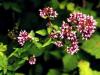 Origan sommit� fleurie 200g