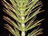 Infusettes - Pr�le plante 20 infusettes 1.7g
