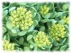 Plantes R - Rhodiola rosea racine 100g
