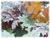 Plantes R - Rhubarbe racine coup�e 250g