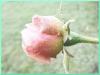 Rose p�le bouton floral 50g