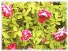 Plantes R - Rose rouge p�tale 50g