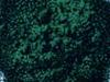 Poudres - Spiruline poudre 100g
