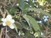Infusettes - Th� Ceylan OP 20 infusettes 2g