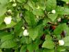 Poudres - Th� vert poudre 250g