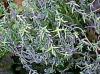 Plantes T - Thym de Provence BIO feuille 50g