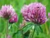 Plantes T - Tr�fle rouge fleur 100g