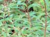 Verveine v�ritable HE Bio 5ml