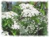 Plantes V - Viburnum �corce 250g