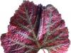 Infusettes - Vigne rouge feuille 20 infusettes 1.7g