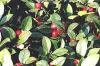 Gaulth�rie (Wintergreen) BIO HE 10ml